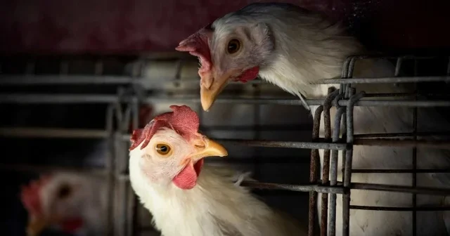 Güney Kore de alarm ve karantina: Yılın ilk kuş gribi vakası tespit edildi Dünya Haberleri
