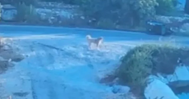 Sahipsiz köpek saldırısından kaçmaya çalışan vatandaş ölümden döndü: O anlar kamerada VİDEO İZLE