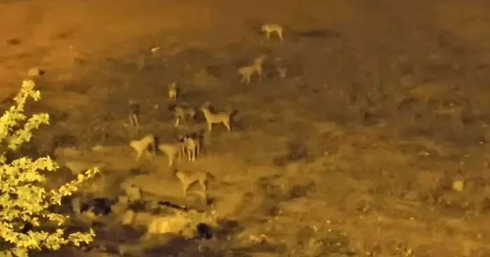 Mazıdağı’nda sokak köpekleri, vatandaşların korkulu rüyası oldu