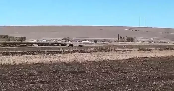 Kars’ta mısır tarlaları domuz sürüsünün istilasına uğradı