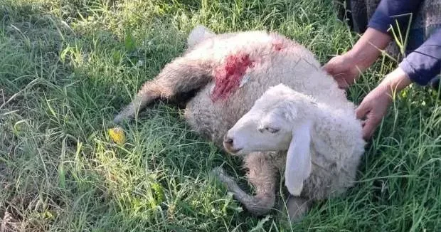 Erzincan haberleri Erzincan da başıboş köpek dehşeti! 6 Kuzu telef oldu 14 Eylül 2025