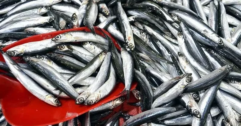 Türkiye hamsi ihracatından 8 ayda 9,9 milyon dolar kazandı