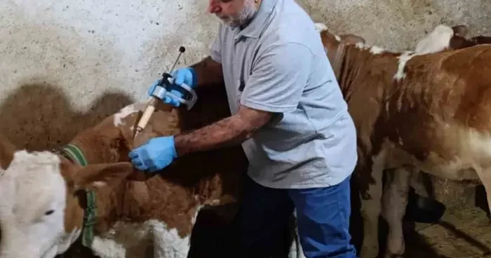 Aydıntepe’de sonbahar şap aşılama kampanyasında sona gelindi