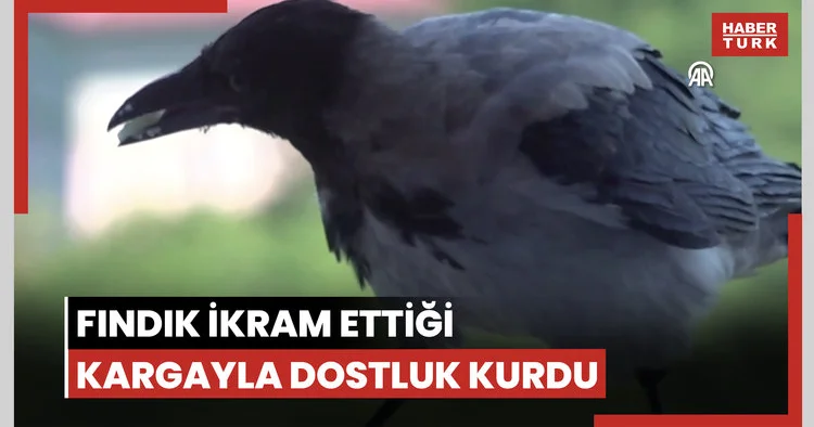 Fındık ikram ettiği kargayla dostluk kurdu