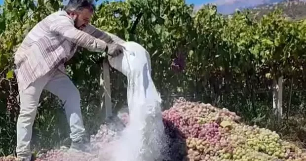 Manisa haberleri Vatandaş üzüm değil zehir yedireceklerdi! Denetimle ortaya çıktı 14 Eylül 2025