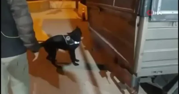 Narkotik köpeği gizlenmiş 53 bin uyuşturucu hapı buldu