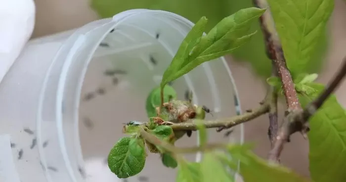 Doğaya savaşçı böcekler bırakıldı