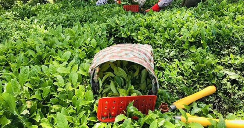 CHP li Suiçmez den çay fiyatlarına tepki