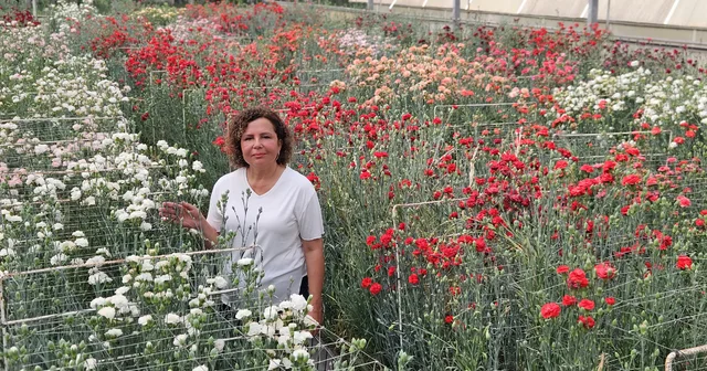 Karanfilde fusarium hastalığına karşı yerli tür Antalya Haberleri