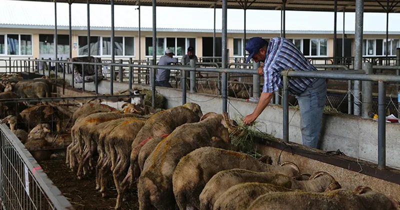 Kurbanlık fiyatı 7 yılda yüzde 1417 arttı Sözcü Gazetesi