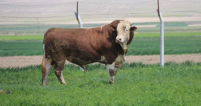 Babasının rekorunu geride bıraktı! 1 ton 250 kilogramlık Tosun un fiyatı dudak uçuklatıyor