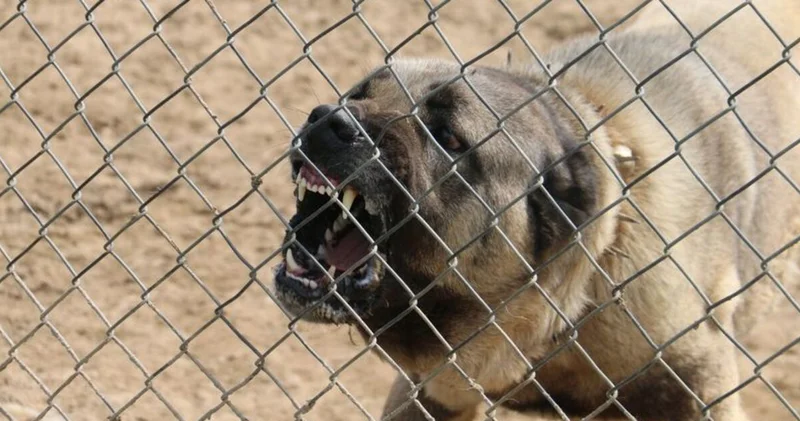 Barınakta köpeklerin öldürüldüğü iddiasına yanıt Son dakika haberleri
