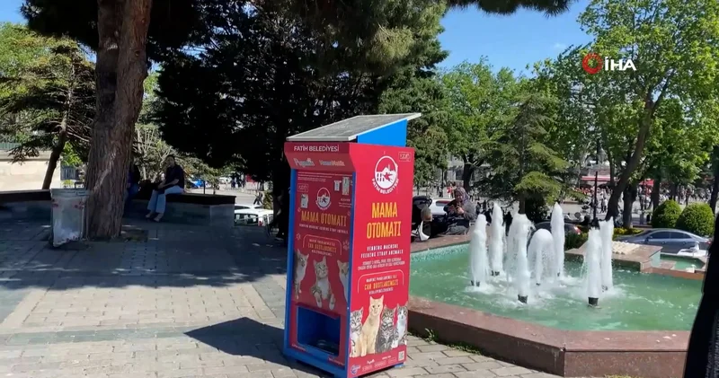 Mama yemek isteyen martılardan kedi taklidi