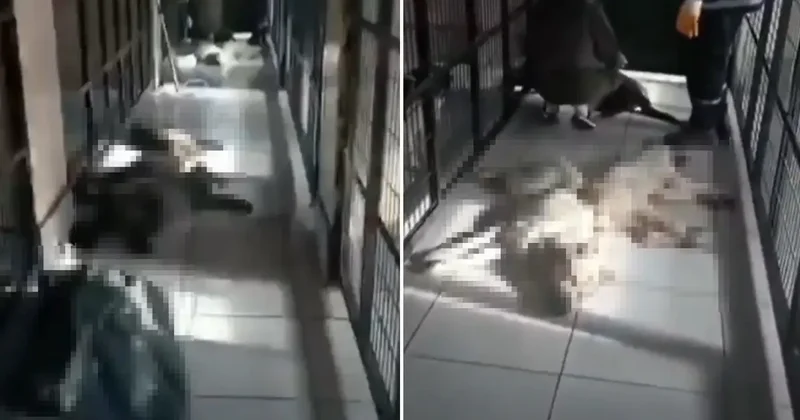 Osmangazi Belediyesi nden Köpek İddialarına Açıklama