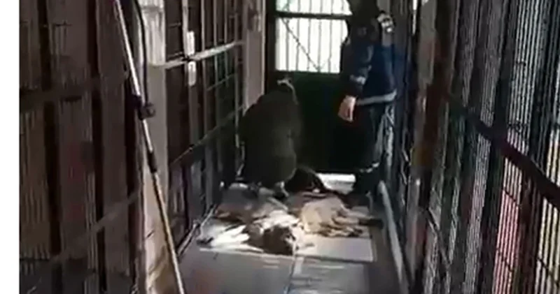 Bursa da barınakta hayvan katliamı iddiasına tepki