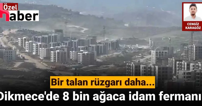Dikmece de bir talan rüzgarı daha: 8 bin zeytin ağacına idam fermanı!