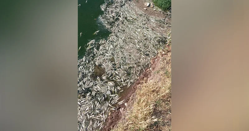 Araban Karasu Çayı nda meydana gelen toplu balık ölümleri araştırılıyor