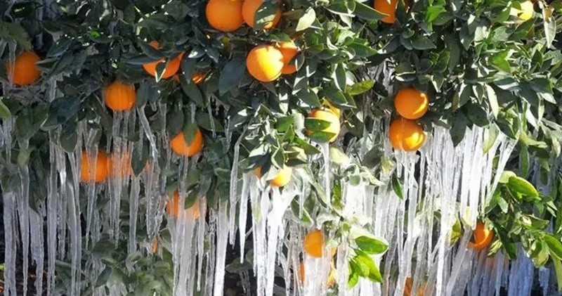 Don felaketi sebze ve meyveyi vurdu, etkisi uzun sürecek
