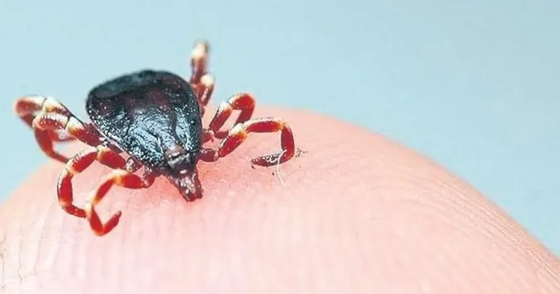 Kene için en riskli dönem haziran ayı