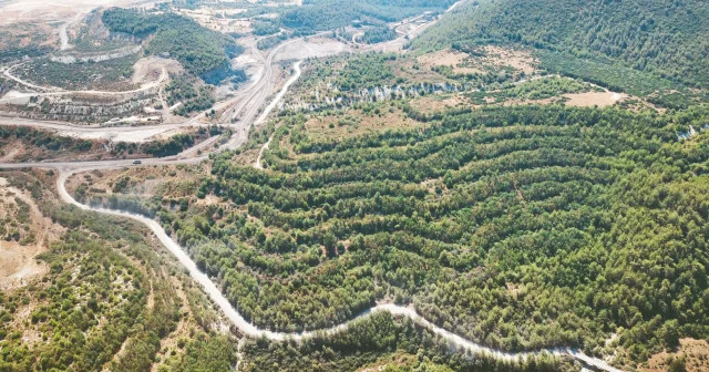 Zeytin ağaçları taşınarak ekonomiye kazandırıldı Ekonomi Haberleri