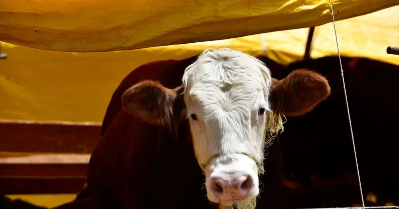 Kurban Bayramı nda 3 milyon 330 bin hayvan kesildi