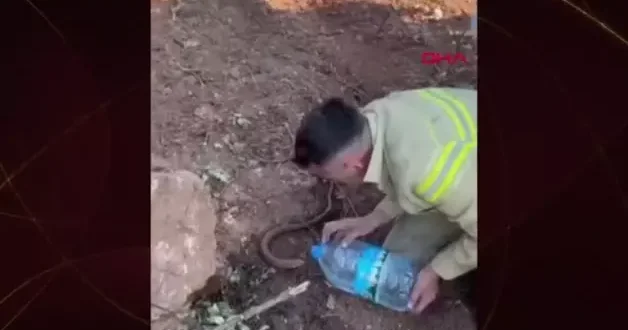 Yangından etkilenen kertenkeleyi suyla serinletti