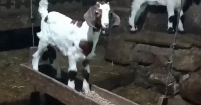 Bolu da oğlağın ahırda salıncak keyfi kamerada VİDEO İZLE