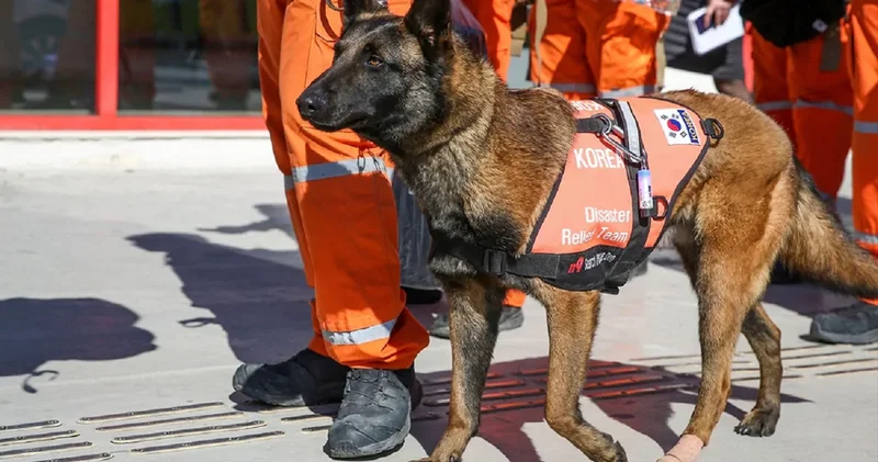 Dünya arama kurtarma köpekleri şampiyonası İstanbul da yapıldı