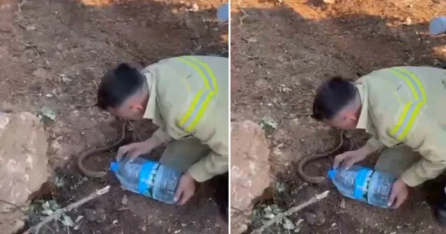 Yangından etkilenen oluklu kertenkelenin yardımına orman işçileri yetişti Çanakkale Haberleri