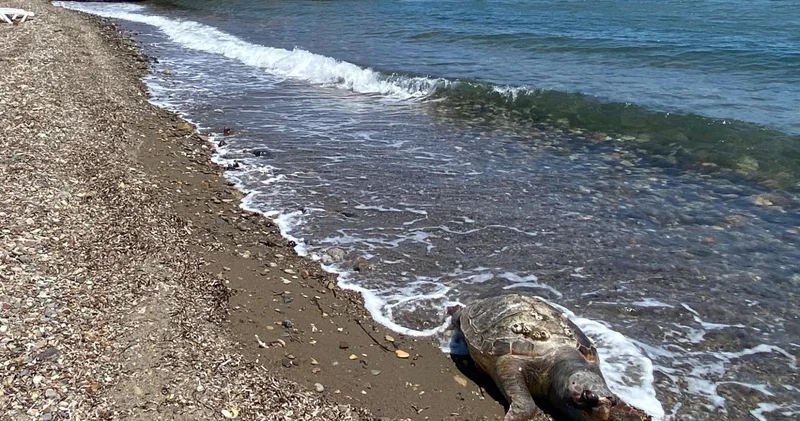 Çanakkale de ölü caretta caretta sahile vurdu
