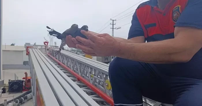 Hatay da güvercin kurtarma operasyonu