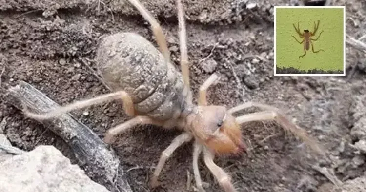 Ölüme yol açıyor! Zehirli sarı kız örümceği görüldü