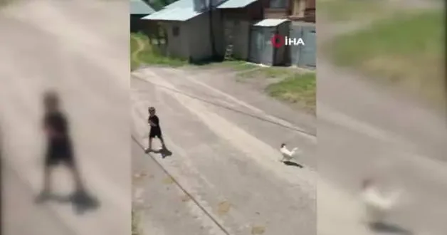 Küçük çocuğun horozla imtihanı!