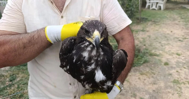 Tunceli de nesli tehdit altındaki kaya kartalı kurtarıldı