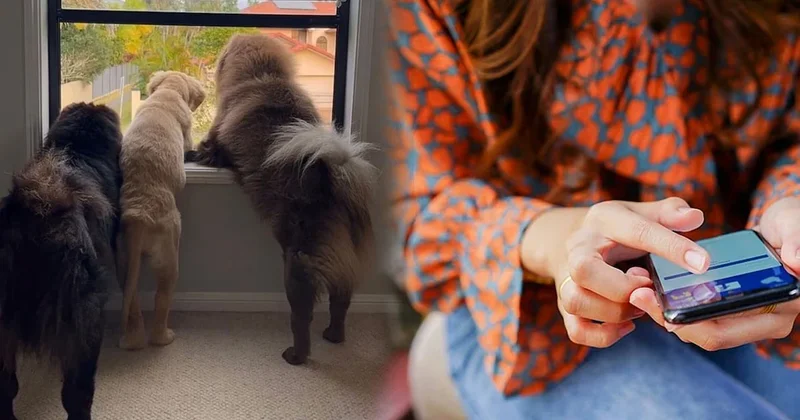 Köpeklerini Instagram a yükledi: 2 milyon TL kaybetti Sözcü Gazetesi