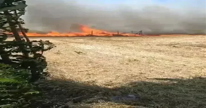 Silivri de buğday tarlasında çıkan yangın söndürüldü