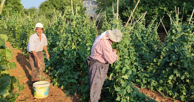 Güvercin gübresiyle beslenen doğal fasulyenin hasadı başladı
