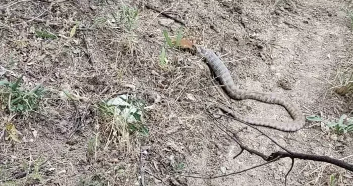 Koca engerek, sincabı yuttu
