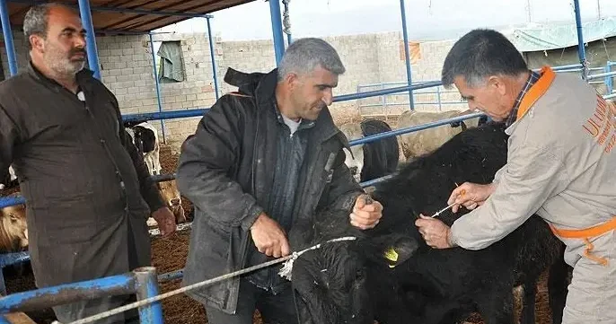 Şap hastalığı için 21 gün uyarısı!