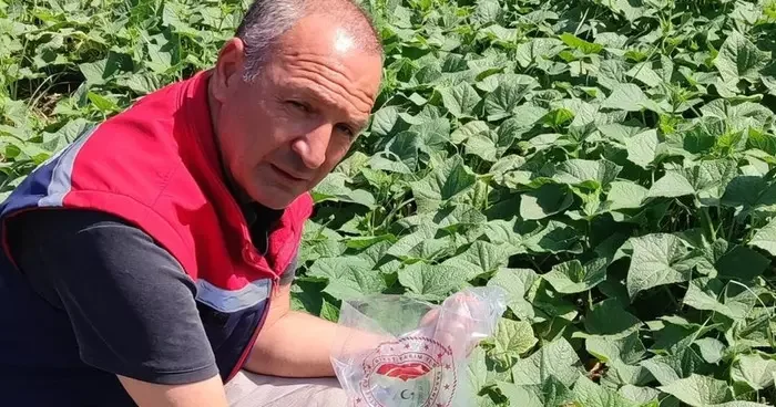 Hasat öncesi salatalık pestisit kontrolü yapıldı