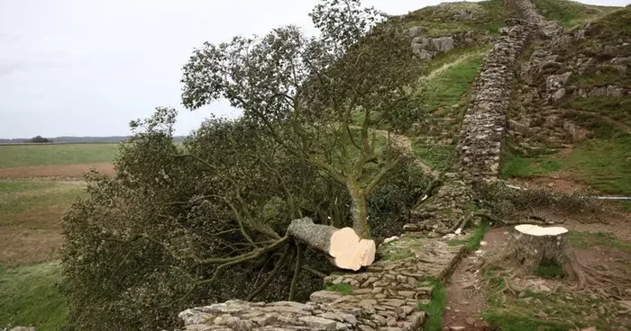 200 yaşındaki ağacı kesen iki kişiye 4 yıldan fazla hapis cezası verildi