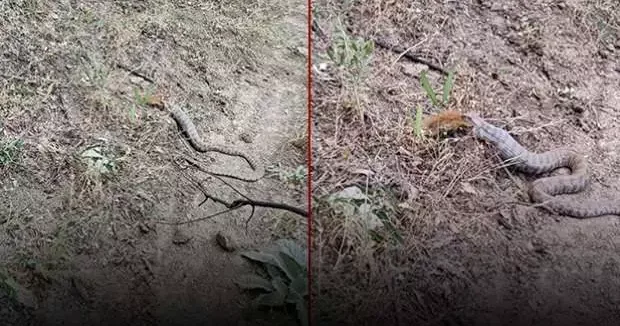Tunceli haberleri Engereğin, sincabı yuttuğu anlar kameraya yansıdı 15 Temmuz 2025