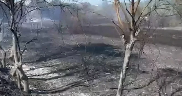 Bartın da çıkan anız yangını ağaçlık alana sıçradı VİDEO İZLE