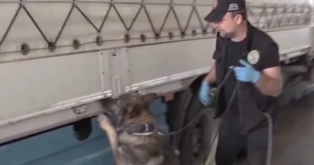 Narkotik köpeği ‘Füge’ tacirlere göz açtırmadı VİDEO İZLE