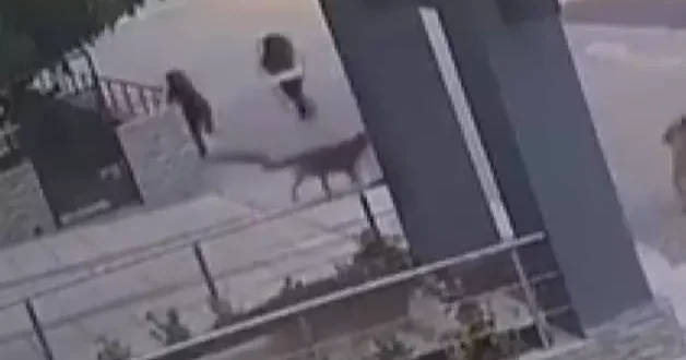 Osmangazi de başıboş köpekler dehşet saçtı