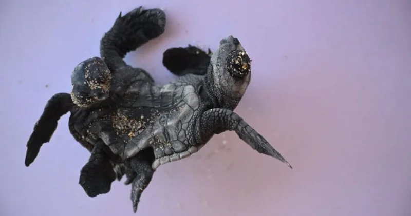 Antalya da siyam ikizi yavru caretta caretta! Ayrılmaları mümkün değil