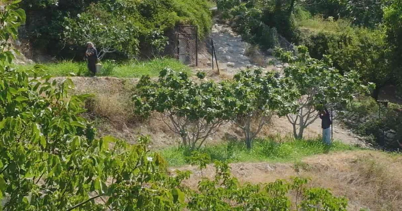 Mersin de hasadı sürüyor: 10 bin ton rekolte bekleniyor