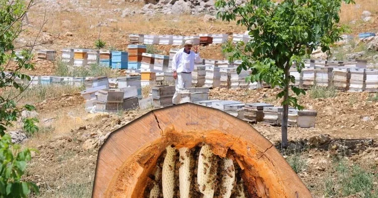 Boş bir ağaç kütüğünde üretiyor! Bu aslında ata dede yöntemidir