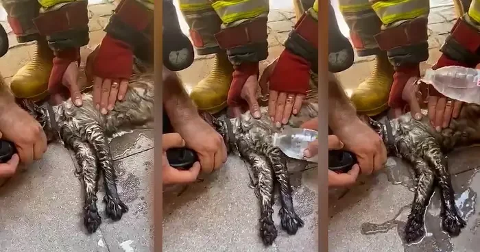 Manisa da yürek ısıtan görüntüler! İtfaiye ekipleri kalp masajı yaparak kediyi kurtardı