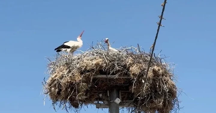 Yaren leyleğin yavruları göç yolculuğuna başladı: Biri Mısır a, diğeri Batı Şeria ya göç etti